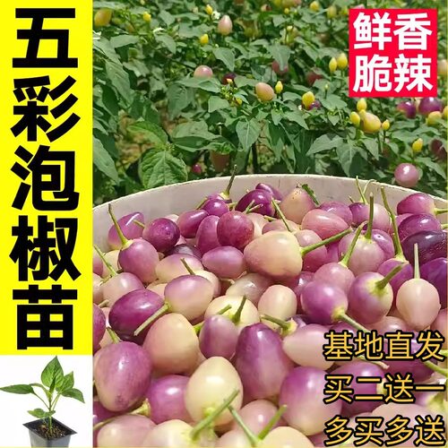 五彩椒苗基地苗场直发
