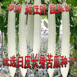 白苦瓜种子疙瘩绿长苦瓜耐热抗病南方种植肉苦瓜幼苗秧苗蔬菜苗子