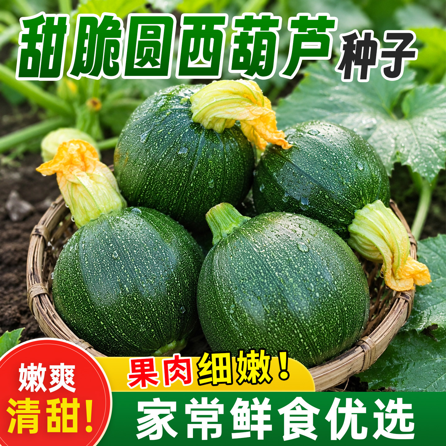 圆形西葫芦种子耐寒耐热四季播