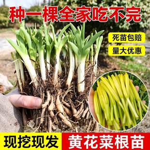 黄花菜种苗四季种植苗根盆栽易活忘忧草萱草食用金针菜根苗菜种子