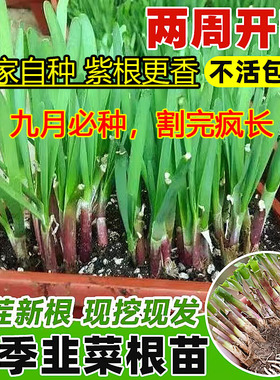新韭菜根苗现挖红紫根小细叶阳台室内盆景栽大宽叶带根农家老品种