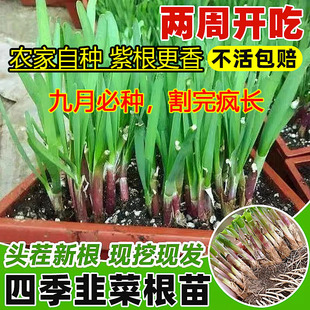 新韭菜根苗现挖红紫根小细叶阳台室内盆景栽大宽叶带根农家老品种