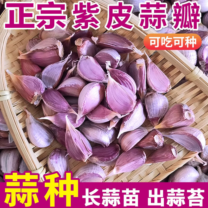 紫皮蒜瓣种子寒蒜苔蒜蒜苗蒜苔独头二水早红根香蒜硬叶大蒜种子