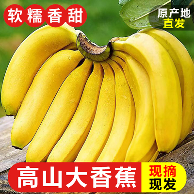 云南香蕉高山大香蕉中果现摘新鲜水果甜生青香蕉banana自然熟绿皮
