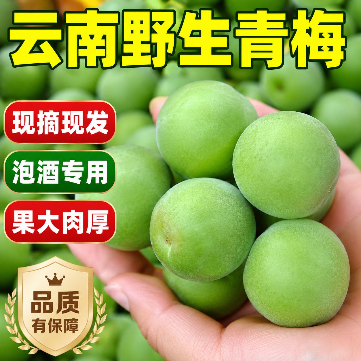 当季青梅云南新鲜青梅果泡酒青竹梅现摘高山现摘现发其他苹果水果