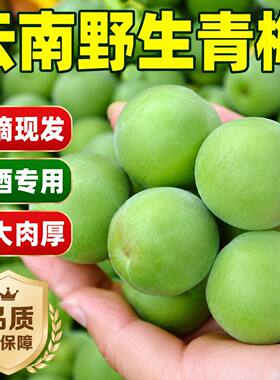 当季青梅云南新鲜青梅果泡酒青竹梅现摘高山现摘现发其他苹果水果
