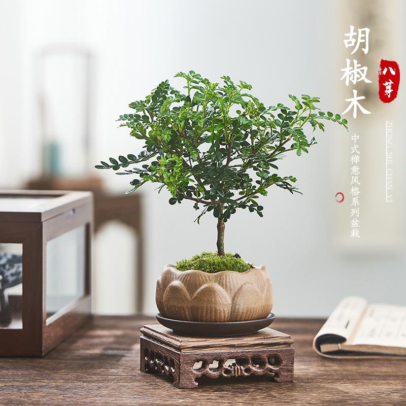 驱蚊植物清香胡椒木盆栽室内盆景驱蚊草四季常青木本绿植好养花卉