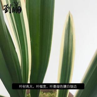 银拖 刘阁兰花苗墨兰报岁兰 冬带浓香花苞出售室内花卉绿植物盆栽