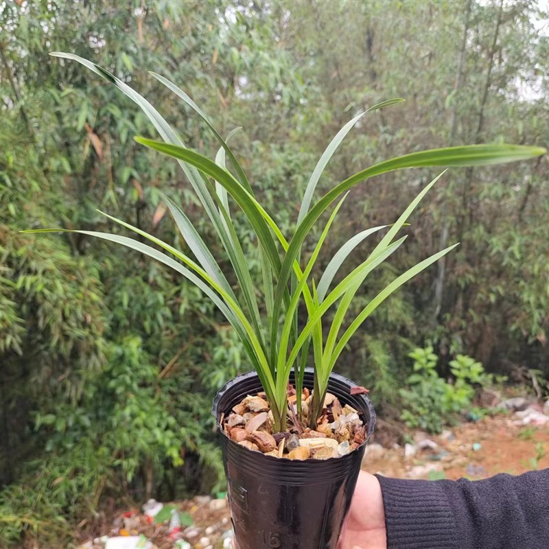 【建兰】小国魂别名逸红双娇 花香浓郁精品兰花绿植盆栽好养活
