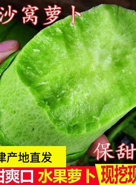 正品授权正宗天津沙窝萝卜生吃脆甜水果型即食新鲜绿色青萝卜现拔