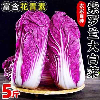新鲜紫罗兰山东大白菜5斤装农家自种紫色包心娃娃菜蔬菜特产