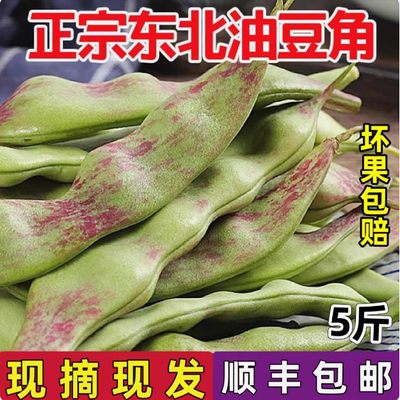 顺丰现摘东北特产油豆角一点红新鲜当季蔬菜九月青两种随机农产品