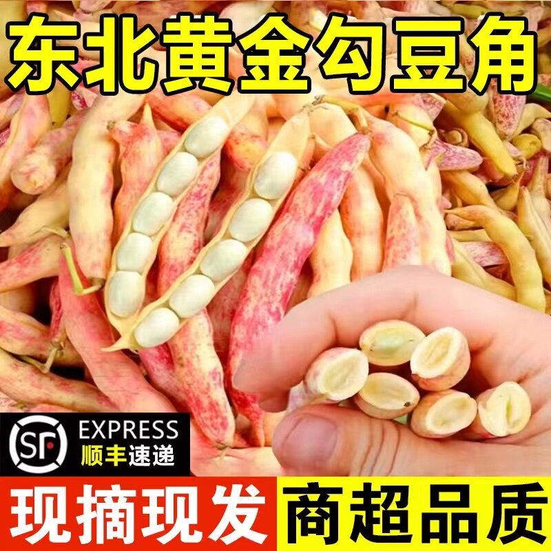 顺丰东北油豆角新鲜正宗黄金钩勾图片
