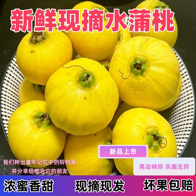顺丰现摘水蒲桃新鲜水果叮当果水葡萄铃铛果蒲桃自种优质水果现货