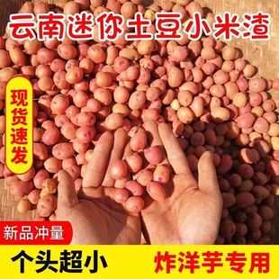 2025云南小土豆新鲜云南农家高山自种红皮黄心迷你洋芋马铃薯蔬菜