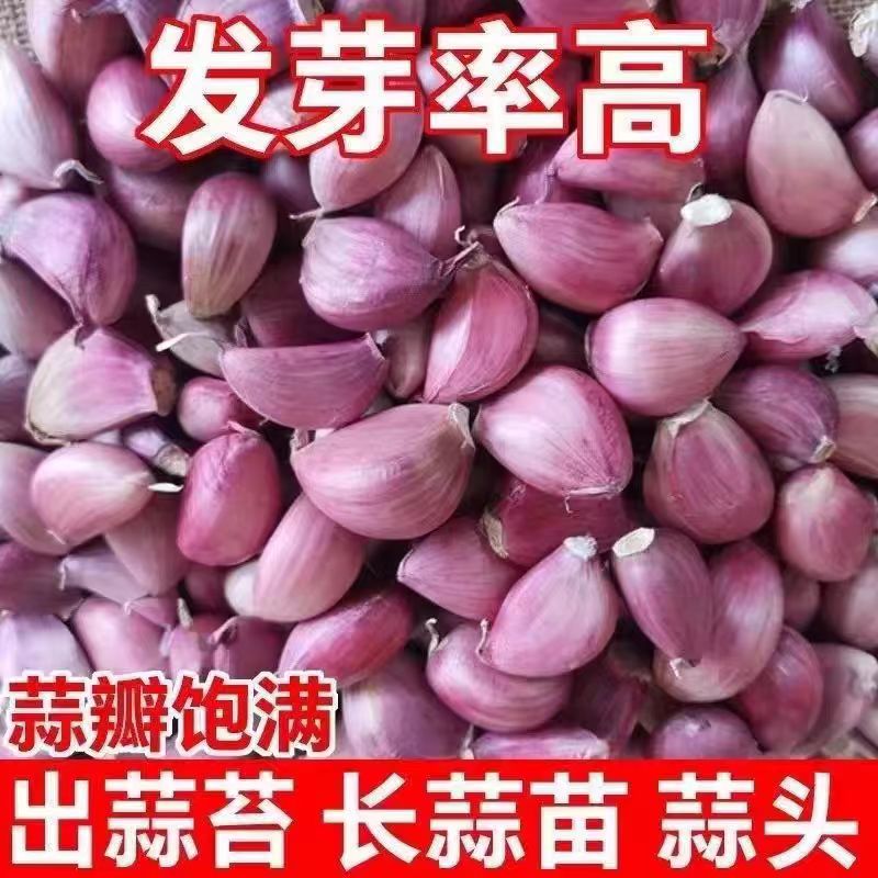 云南紫皮大蒜老品种可栽种红皮