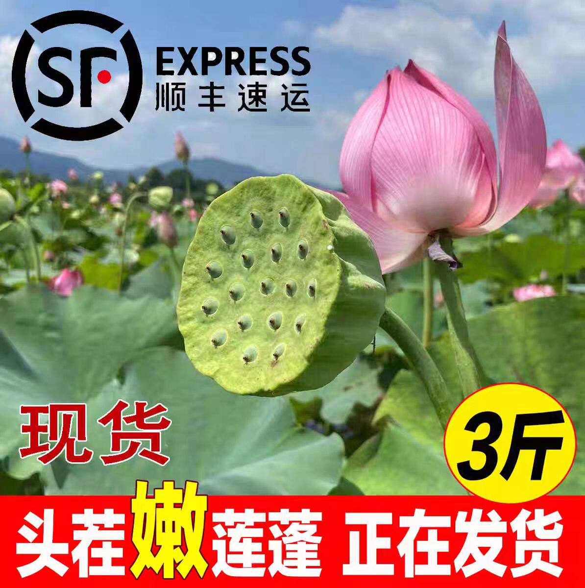 顺丰现摘新鲜莲蓬脆甜生吃莲子即食水果嫩籽水果带壳蔬菜莲子米