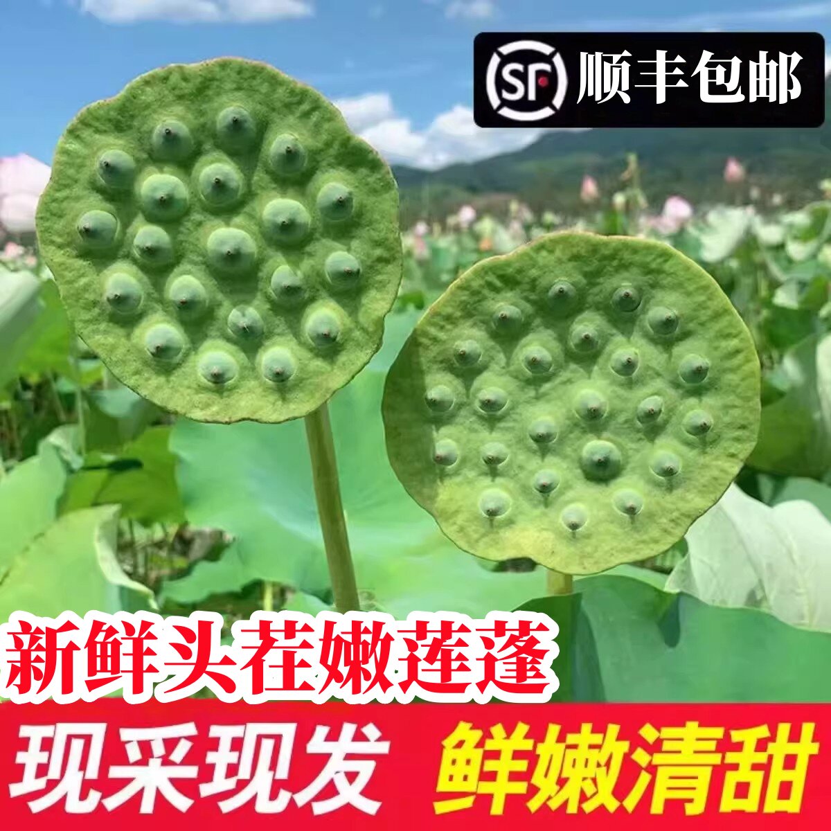顺丰现摘新鲜莲蓬脆甜生吃莲子即食水果嫩籽水果带壳蔬菜莲子米