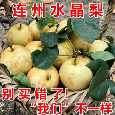 正宗连州水晶梨潭岭水晶梨脆冠梨当季新鲜水果现摘现发翠冠梨蜜梨