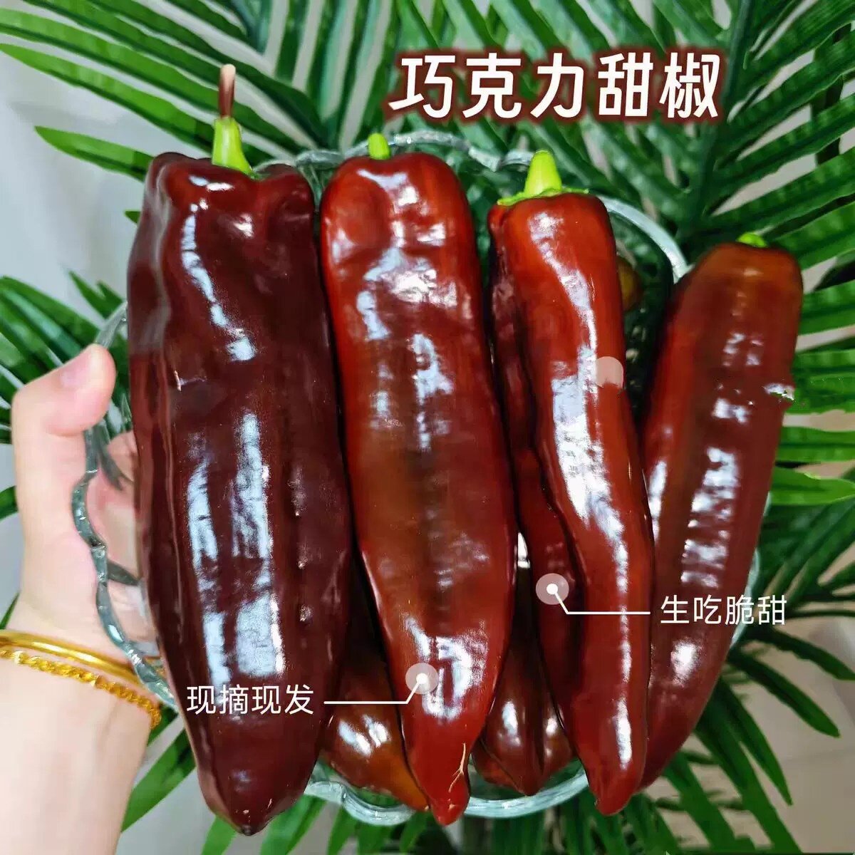 顺丰巧克力水果长彩椒新鲜咖啡色生吃脆甜不辣四色甜椒现摘现发