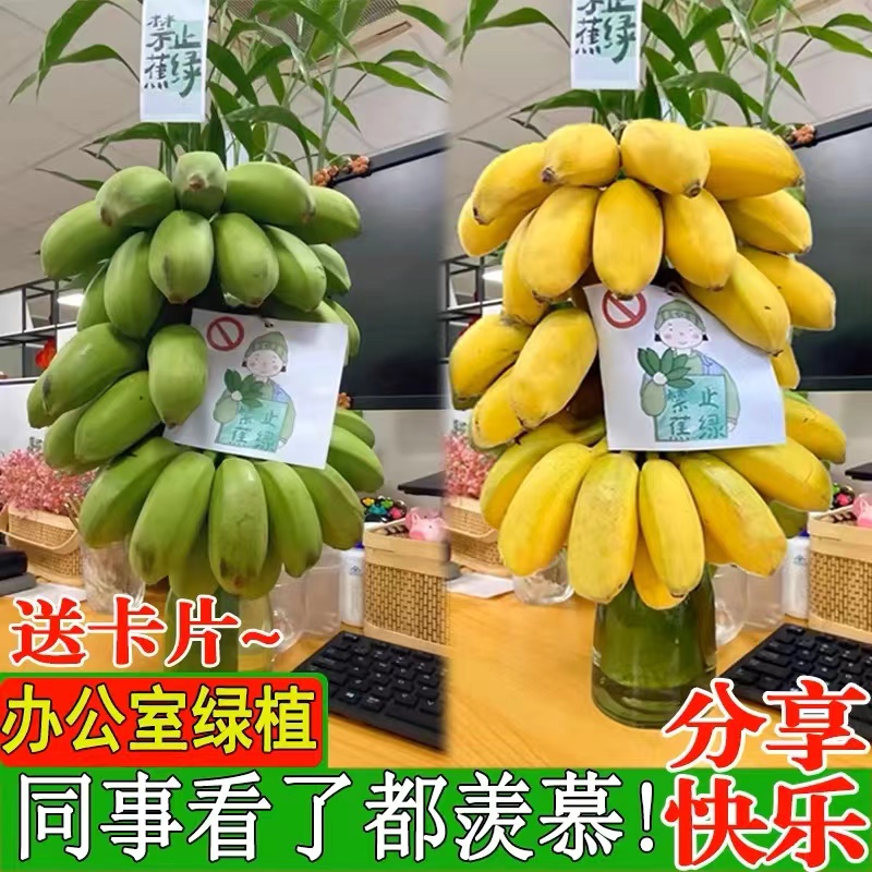 【禁止蕉绿】整串带杆香蕉水培水果可食用办公室摆件绿植拒绝焦虑