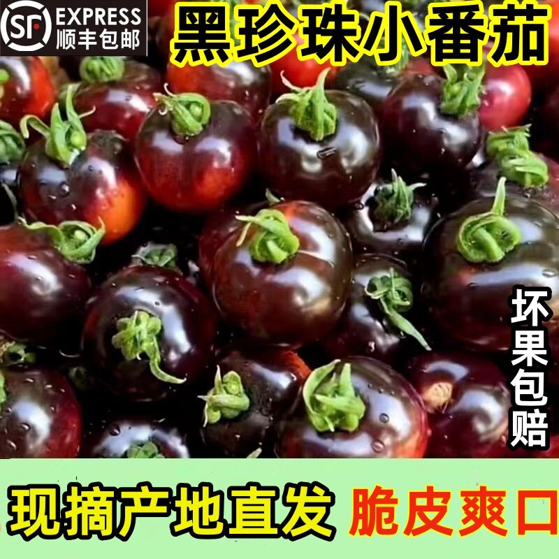 顺丰黑珍珠番茄新鲜现摘巧克力西红柿生吃山东寿光黑钻小番茄沙瓤