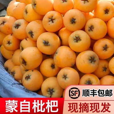现货云南蒙自杷枇杷新