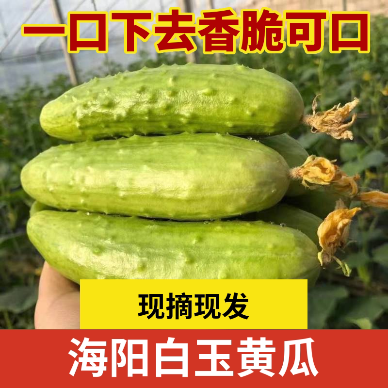白玉黄瓜脆嫩现摘生吃水果黄瓜图片