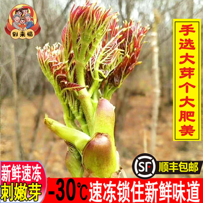 辽宁省山菜到来福新鲜速冻