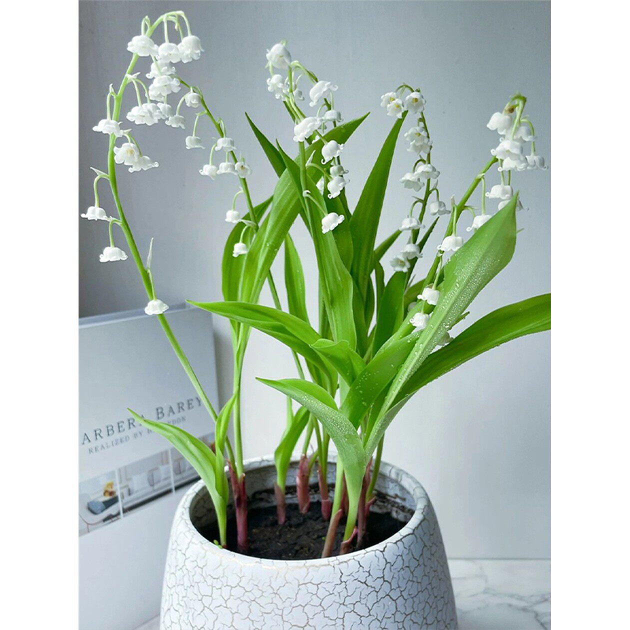 浓香型铃兰花苗带芽种球根土培植物多年生室内外阳台耐寒花卉盆栽