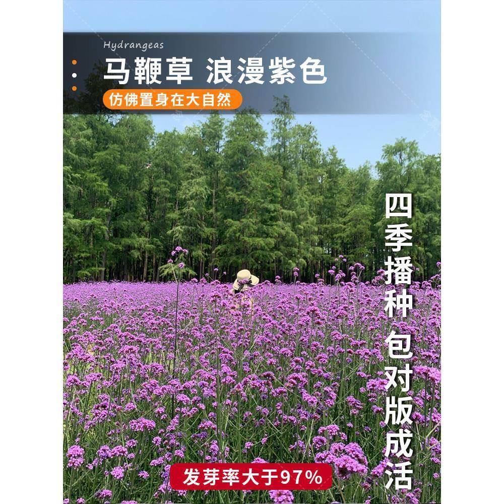 柳叶马鞭草种子春秋播种多年生耐寒花籽婚纱摄影花海景观花种籽子