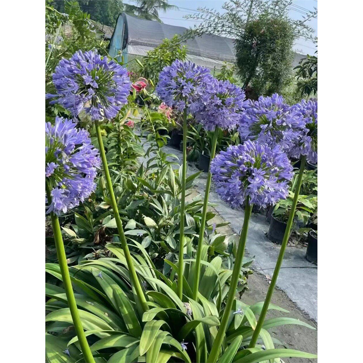 百子莲根茎宿根花卉植物四季种植开花耐寒庭院阳台多年生种球观赏