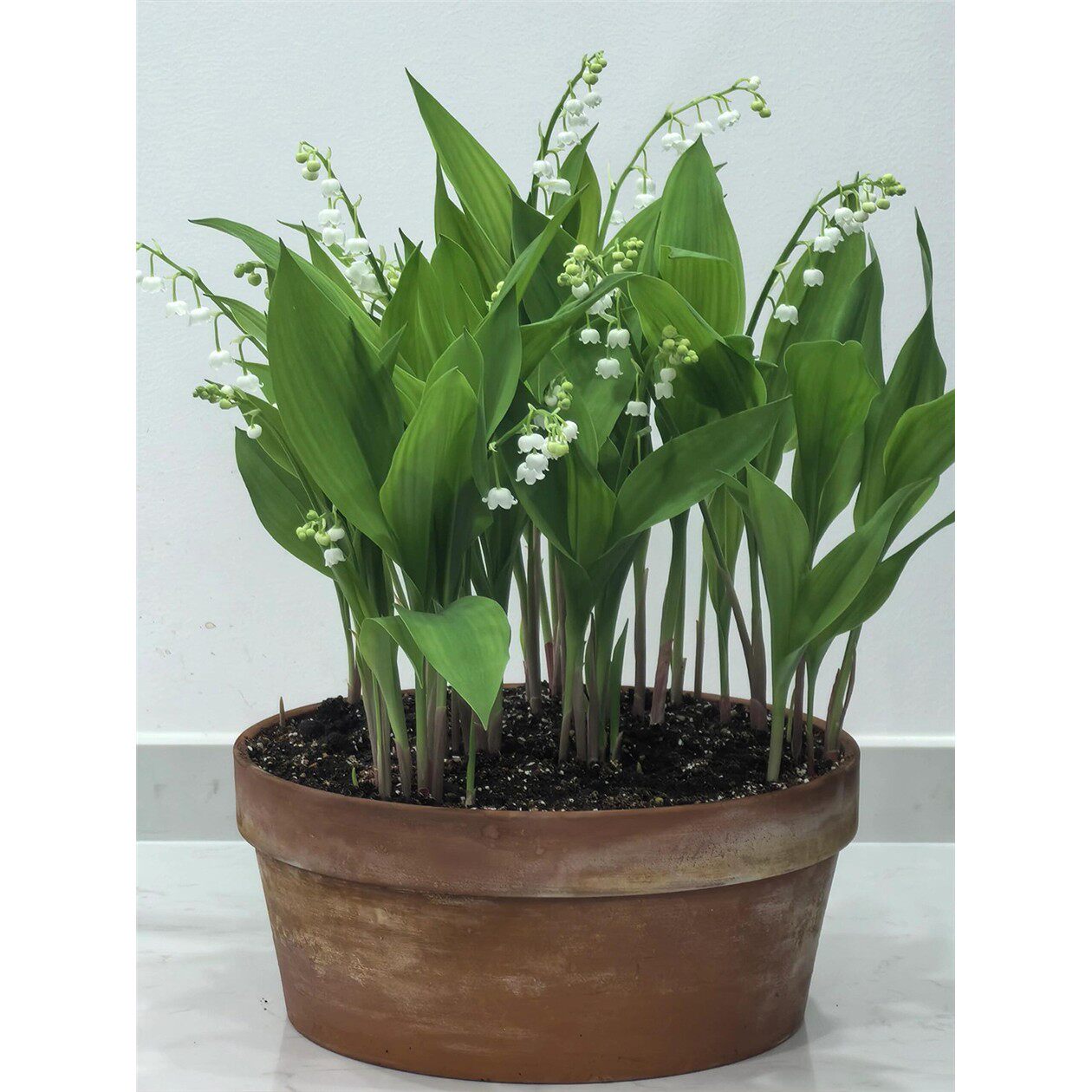 铃兰花苗带芽种球根土培植物多年生室内外阳台耐寒花卉盆栽浓香型