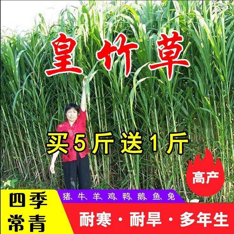 新型皇竹高丹草牧草种子多年生四季高产猪牛羊鸡鸭鹅鱼兔草籽四季