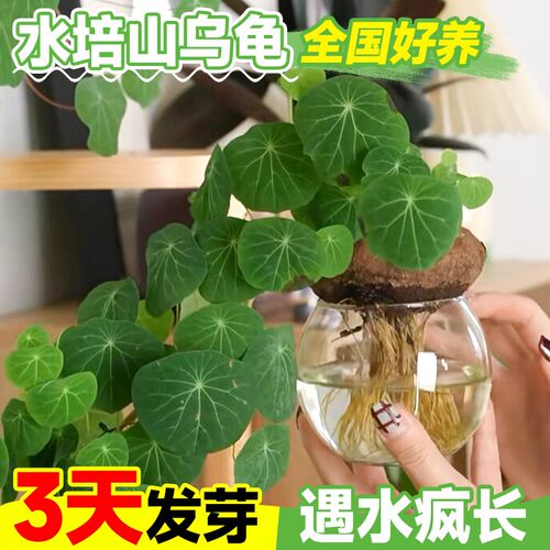 热销水培山乌龟爬藤植物办公室内桌面好I水养活观叶绿植金不换种