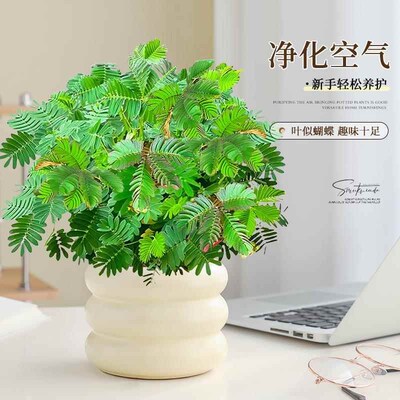 热销含羞草盆栽室内客厅s办公桌面上趣味可爱小绿植害羞草四季好