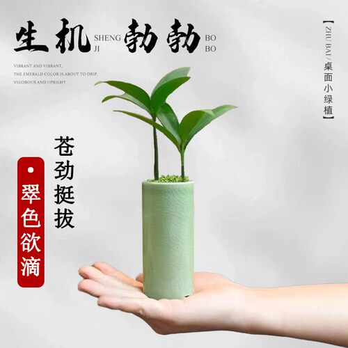 热销竹柏盆e景迷你小盆栽驱蚊水培植物花卉办公室内桌面禅意绿植