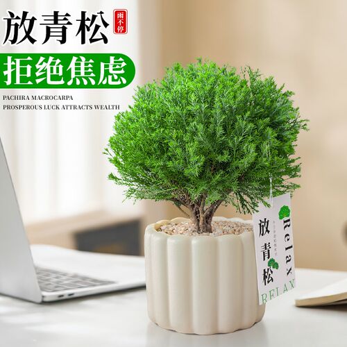 热销放青松绿植雾松室内r盆栽雾凇办公室桌面放轻松植物小摆件四