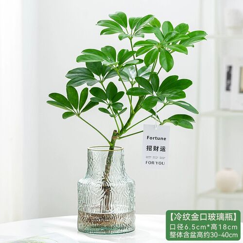 热销鸭脚木水养八方来财办公室桌面水培植物M鹅掌柴室内四季常青