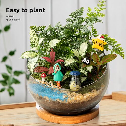 热销苔藓微景观盆景办公室绿植盆栽工位客K厅桌面花卉植物生态瓶