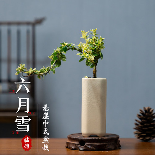 热销六月雪盆景悬崖式老桩办公室绿植桌面好养小盆栽植Z物室内摆