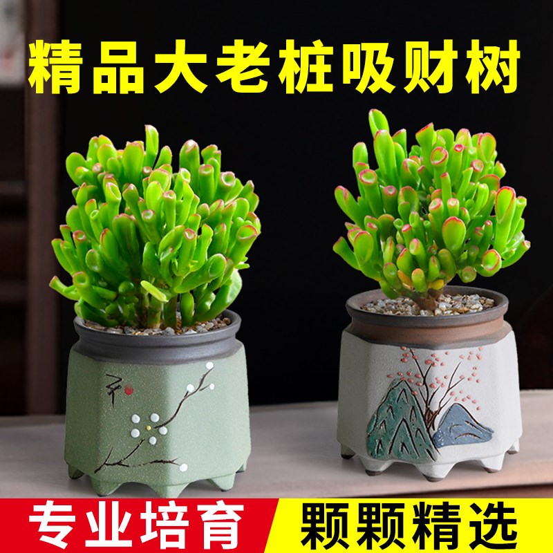 热销吸财树多肉植物老桩小盆栽旺财植H物办公室内桌面客厅绿植大