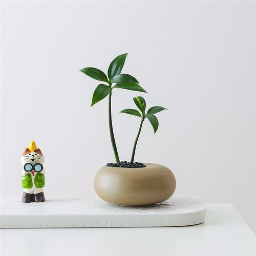 热销文竹盆栽创意迷你拇指工位绿植物室内K客厅桌面办公桌花卉四
