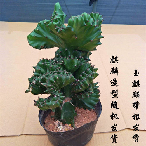 热销仙人掌盆栽彩色麒麟玉麒麟多肉盆栽植物花卉带Z盆栽好包邮