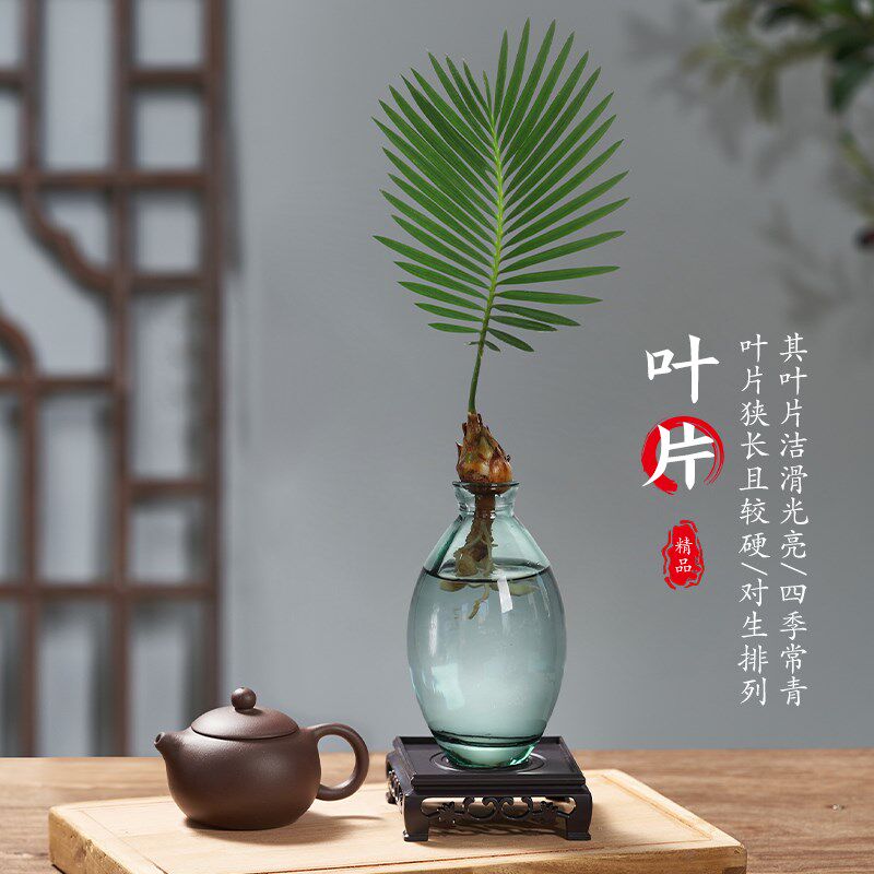 热销水培植物小铁树盆栽办公室内桌面F创意好养易活绿植盆景一帆