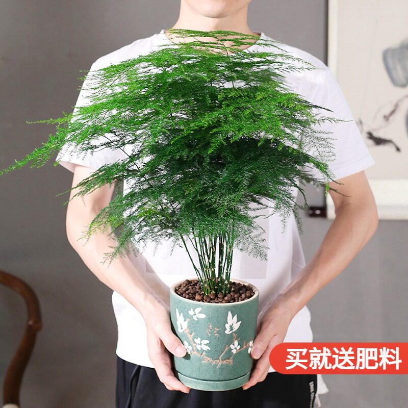 热销文竹盆栽大h型植物盆景室内绿植花卉办公室桌面小苗四季常青
