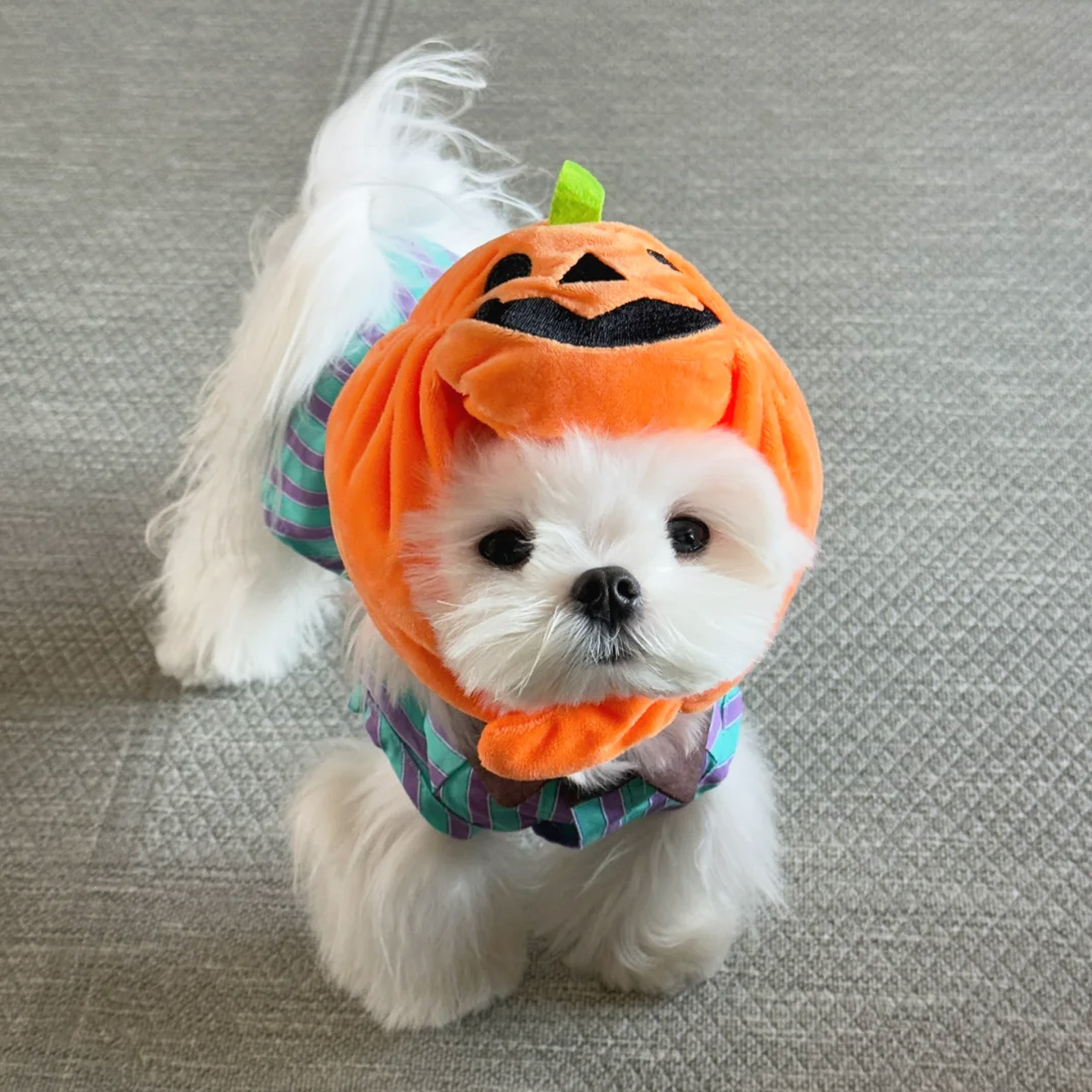 万圣夜节日宠物服装狗狗猫咪cos装饰头饰南瓜个性拍照变身装扮帽