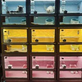 龙猫柜笼仓鼠蜜袋鼯松鼠猫笼x子实木生态板柜笼彩色柜子笼子柜笼