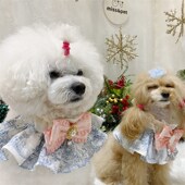 优雅丝P带蝴蝶结珍珠装 Lazy Pet韩国宠物猫狗法式 饰围脖