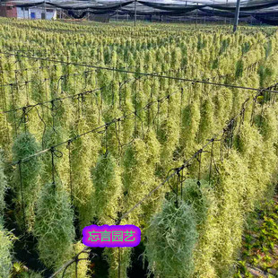 空气凤梨老人须松萝懒人无土植物绿植净化空气室内办公室盆栽挂饰